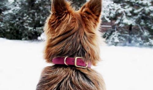 Pies rasy owczarek niemiecki, ma założoną obrożę z biothane w kolorze bordowym z okuciami w kolorze złota. W tle znajdują się zaśnieżone drzewa i zaśnieżony trawnik.- co to jest biothane?