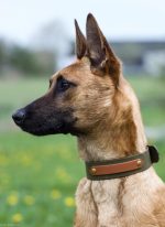 obroża 38 mm biothane rainbow olive classic brown